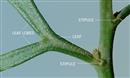   stipules
